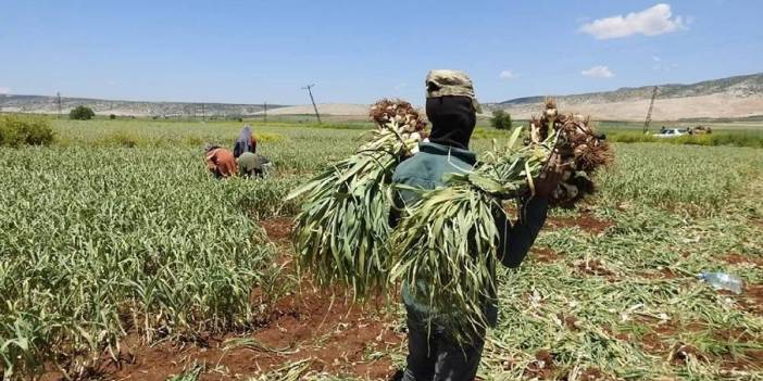 Gaziantep’te bereketli hasat! Avrupa tescilli ürün tezgahta: İlk hasatla fiyat ikiye katlandı!