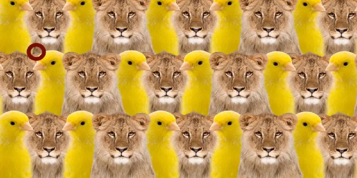 aslan-kanarya-sonuc.jpg