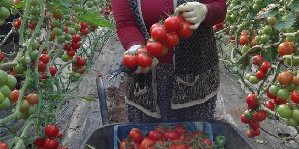 mersin-ortualti-domates.jpg